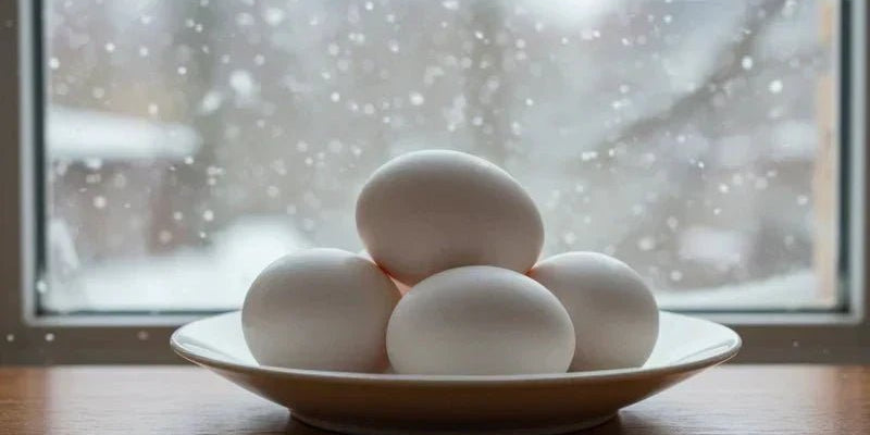Winter and Eggs: A Perfect Pair for Health and Immunity - Proathlix